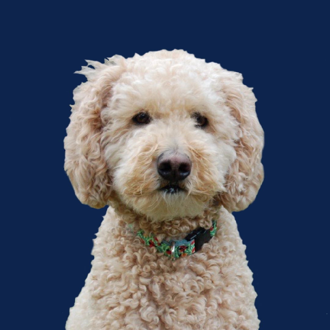A profile portrait of a medium-sized, curly-haired golden-doodle dog with a patterned collar, set against a bright teal circular background.