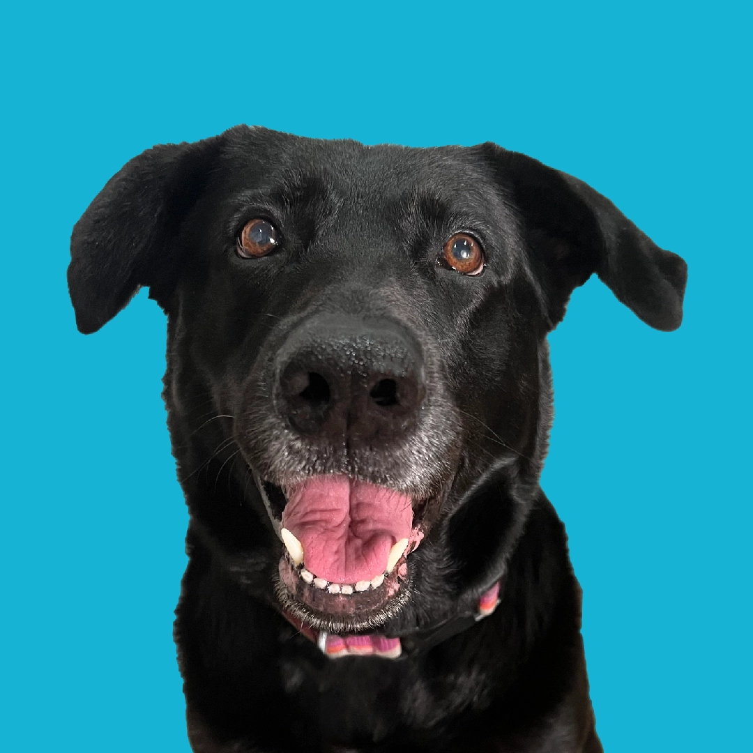 A profile portrait of a smiling black dog with its mouth open and ears perked up, set against a bright teal circular background.