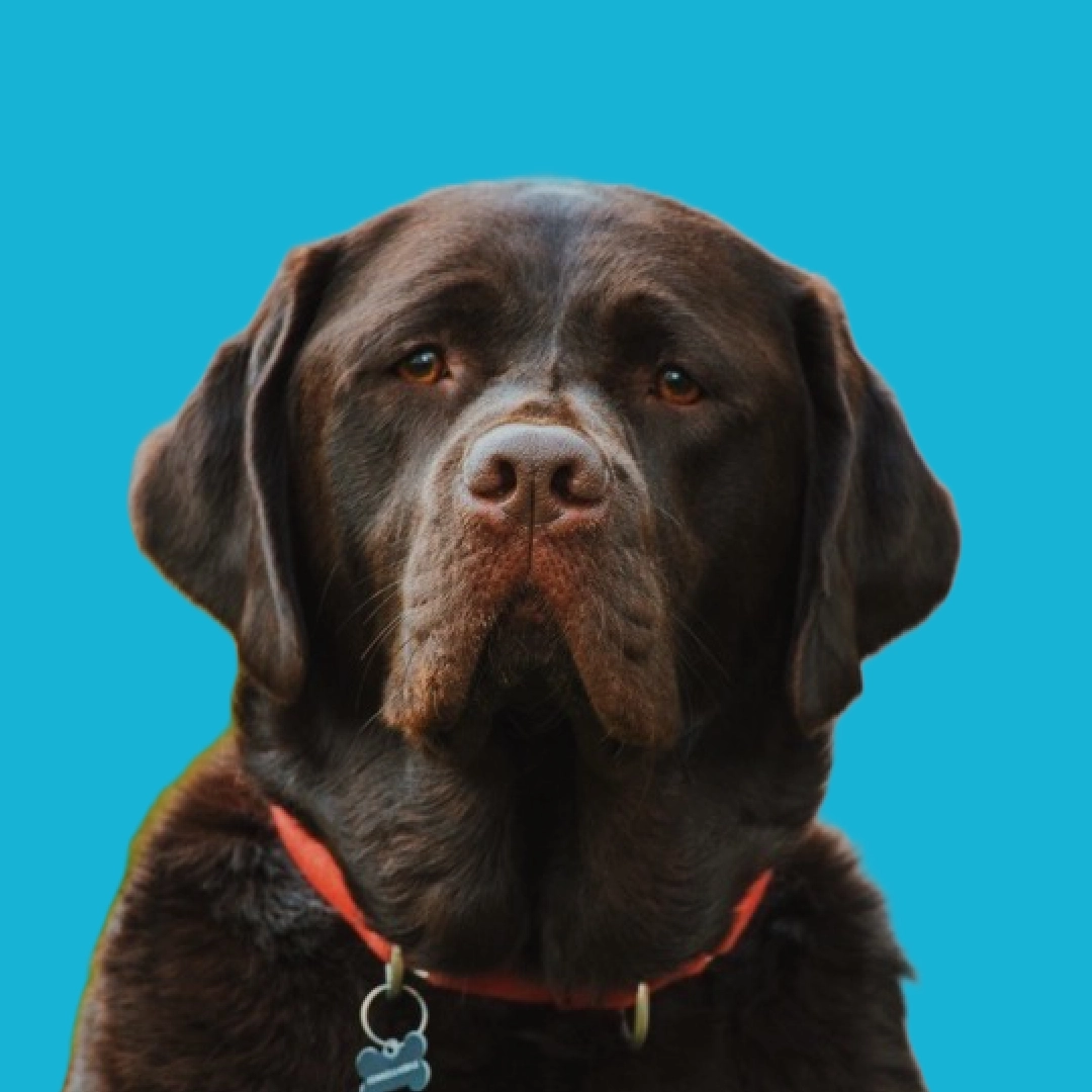 A profile portrait of a chocolate brown Labrador with a red collar and bone-shaped tag, set against a medium blue circular background.