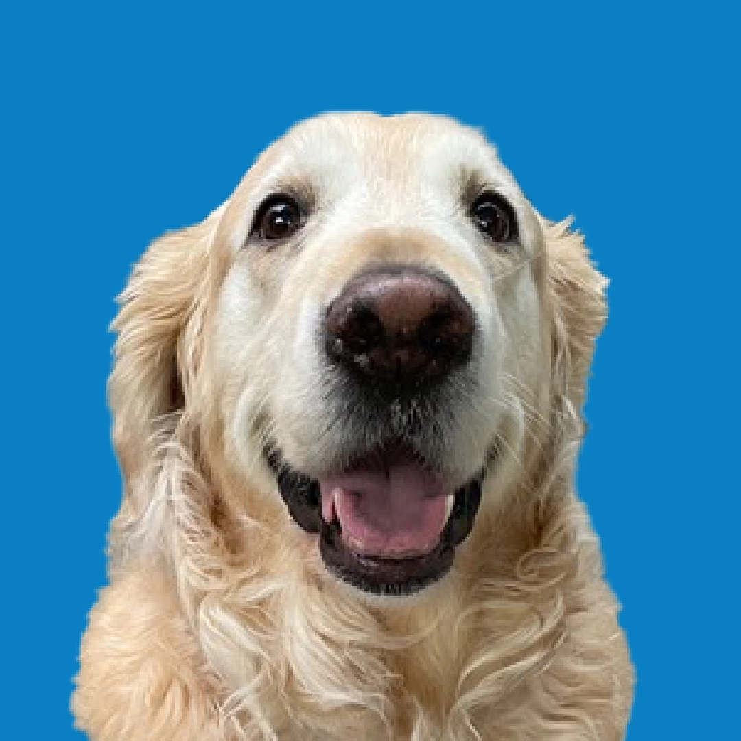 A profile portrait of a smiling Golden Retriever with its mouth open, set against a medium blue circular background.