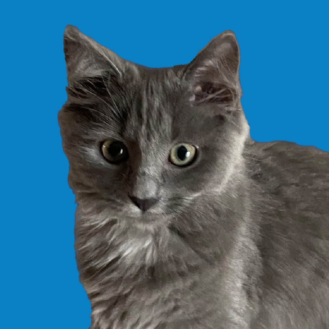 A profile portrait of a solid grey cat with green eyes and a curious expression, set against a dark navy blue circular background.