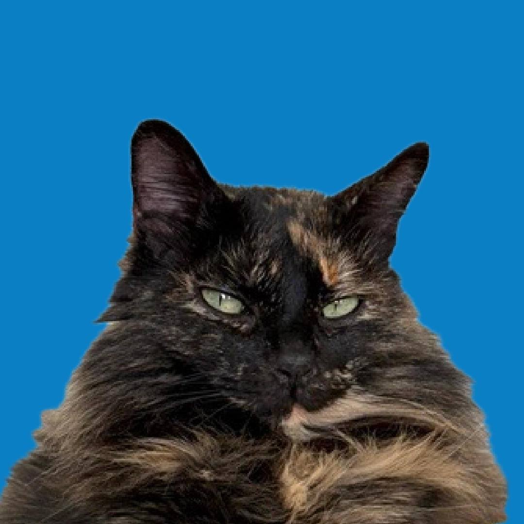A profile portrait of a fluffy long-haired tortoiseshell cat with pale green eyes, set against a bright teal circular background.