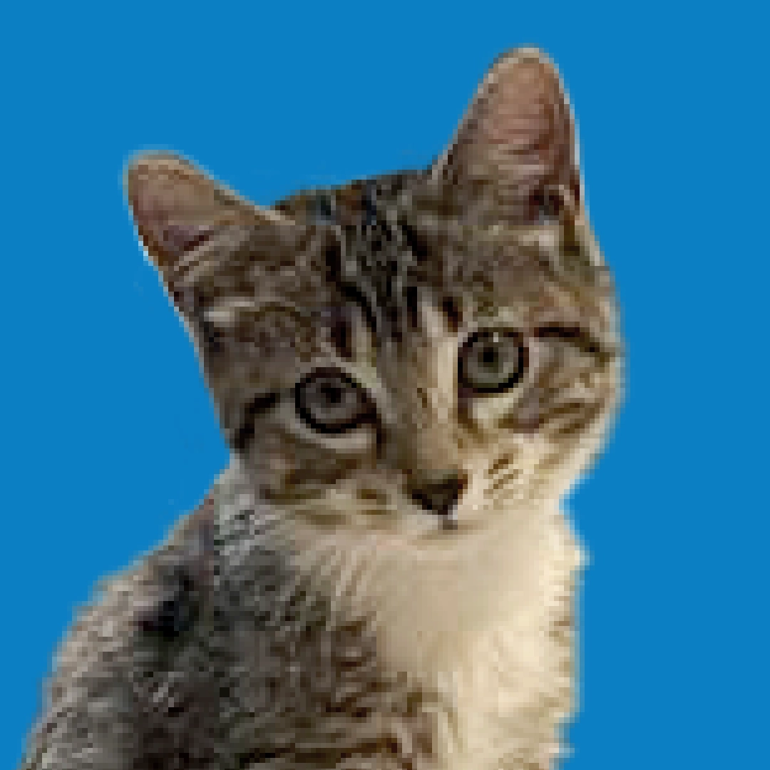 A profile portrait of a grey and white tabby kitten with a curious expression, set against a dark navy blue circular background.