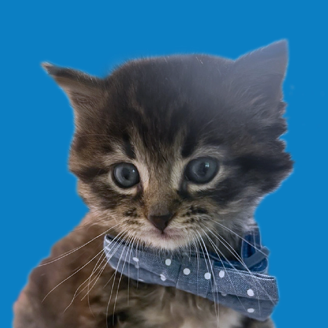 A profile portrait of a small brown and grey tabby kitten with wide blue-grey eyes and a polka-dot bow tie, set against a bright teal circular background.