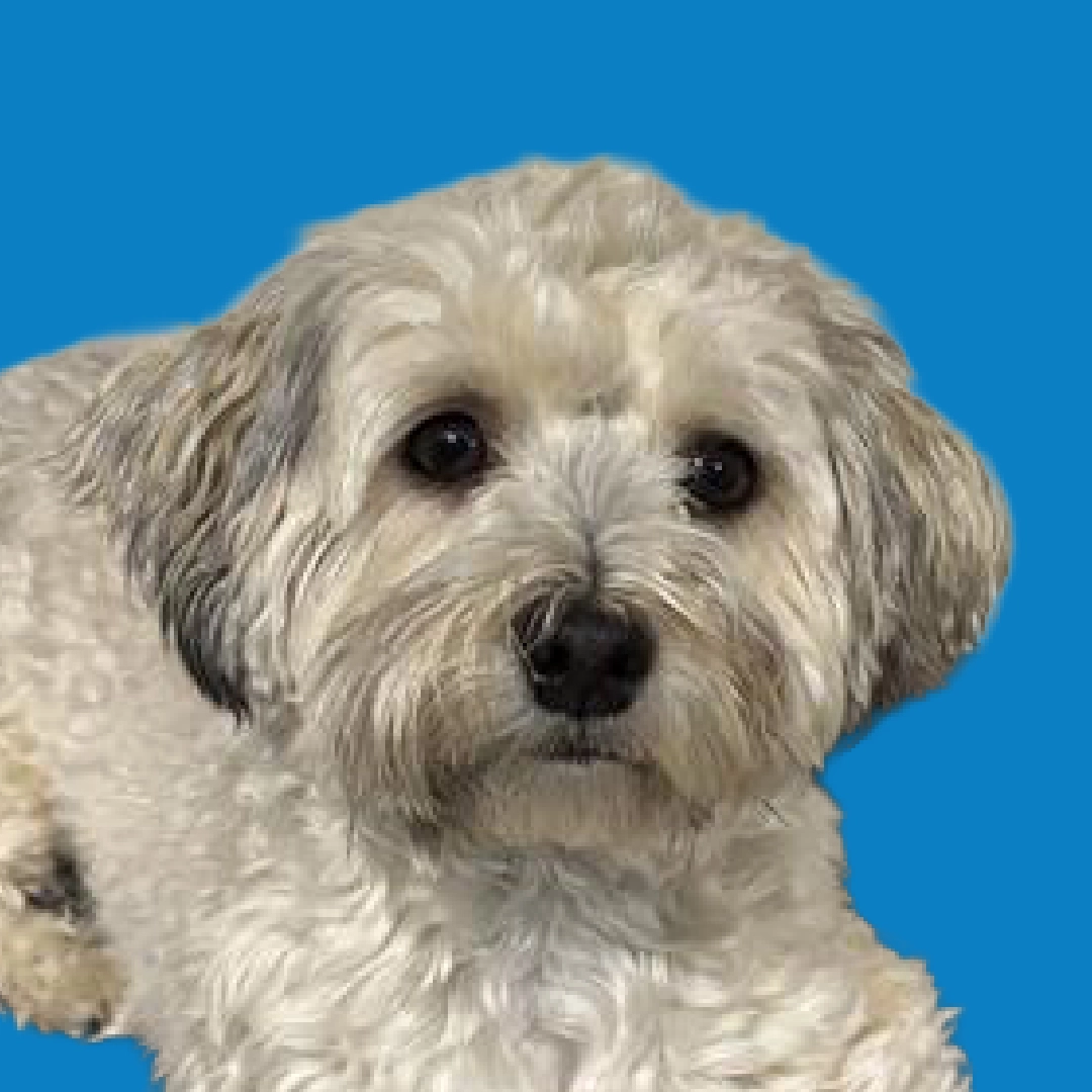 A profile portrait of a fluffy white and grey dog with dark eyes, set against a dark navy blue circular background.