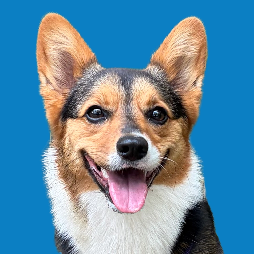 A profile portrait of a corgi dog set against a blue square background.
