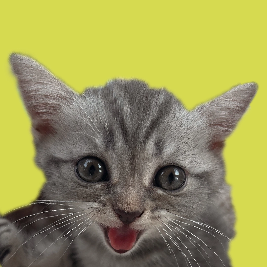 A profile portrait style photo of a cat against a green background